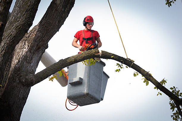 Why Choose Our Tree Removal Services in Dilkon, AZ?